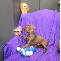 SILK TINY LADY NO SHED, a female Cavapoo and Cavalier King Charles Spaniel for sale in Bettendorf, IA – Photo 2 of 5