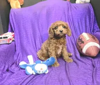 LITTLE MAX  NO SHED FLUFFY, a male Cavapoo and Cavalier King Charles Spaniel for sale in Bettendorf, IA – Photo 8 of 9