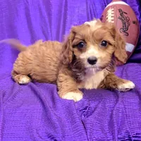 SILK TINY LADY NO SHED, a female Cavapoo and Cavalier King Charles Spaniel for sale in Bettendorf, IA – Photo 4 of 5