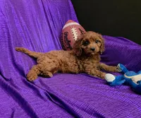 LITTLE MAX  NO SHED FLUFFY, a male Cavapoo and Cavalier King Charles Spaniel for sale in Bettendorf, IA – 3 of 6