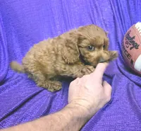 LITTLE MAX  NO SHED FLUFFY, a male Cavapoo and Cavalier King Charles Spaniel for sale in Bettendorf, IA – Photo 9 of 9