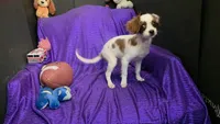  SILKY WHITE BEAMER, a male Cavalier King Charles Spaniel and Poodle - Toy  for sale in Bettendorf, IA – 9 of 10