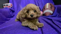 RED FLUFF QUEEN , a female Cavapoo for sale in Bettendorf, IA – 5 of 9