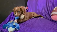 Bently blaze, a male Cavapoo for sale in Bettendorf, IA – 8 of 10