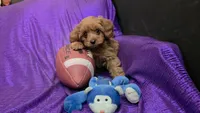 RED FLUFF QUEEN , a female Cavapoo for sale in Bettendorf, IA – 9 of 9