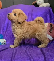 RED FLUFF QUEEN , a female Cavapoo for sale in Bettendorf, IA – 3 of 9