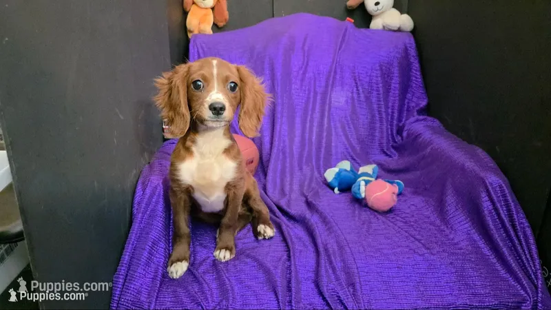  BUDDY JR. – Cavapoo, Poodle - Toy  puppy for sale in Bettendorf, IA