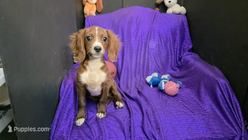 BUDDY JR. – Cavapoo puppy for sale in Bettendorf, IA