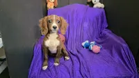 Bently blaze, a male Cavapoo for sale in Bettendorf, IA – 4 of 10
