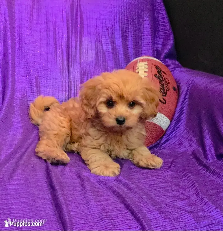 NEW PUPPY  GOLDEN  little KING FLUFFy – Cavapoo, Poodle - Toy  puppy for sale in Bettendorf, IA