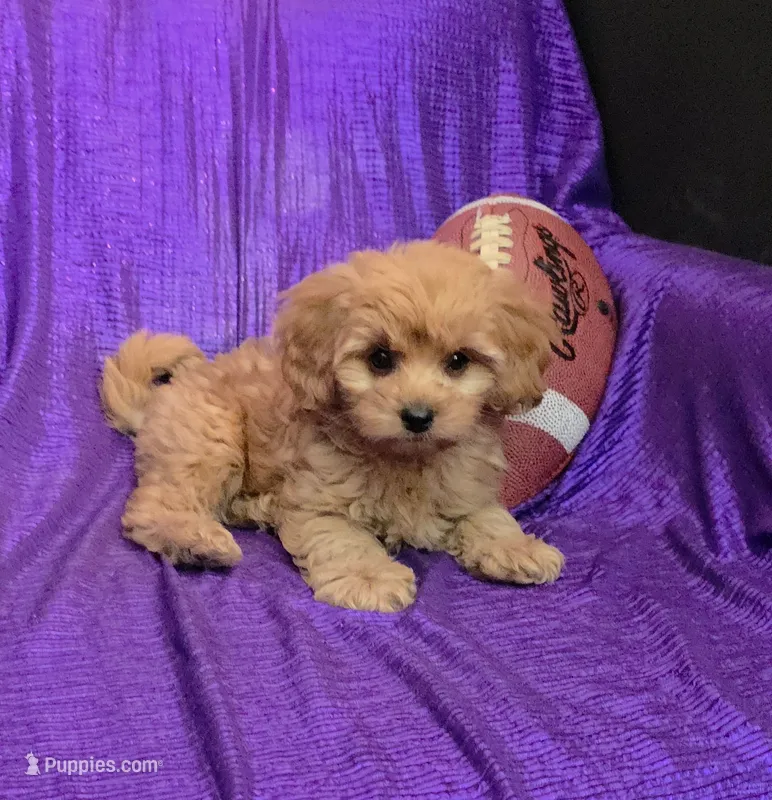 NEW PUPPY  GOLDEN  little KING FLUFFy – Cavapoo puppy for sale in Bettendorf, IA