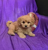 NEW PUPPY  GOLDEN  little KING FLUFFy, a male Cavapoo for sale in Bettendorf, IA – 2 of 8