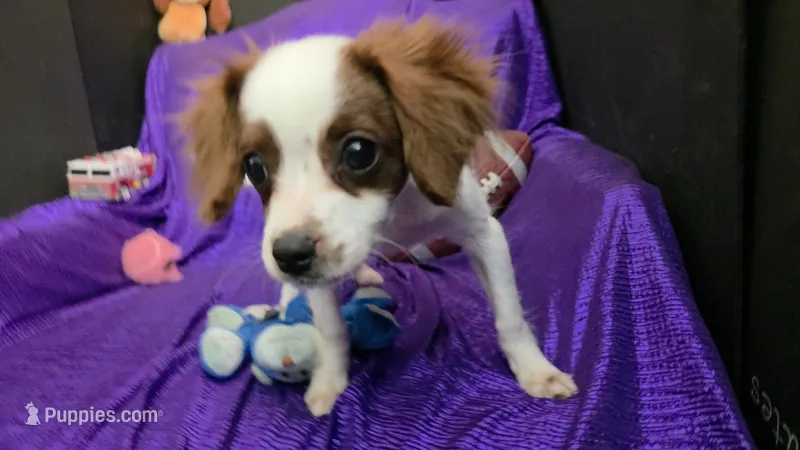  SILKY WHITE BEAMER – Cavalier King Charles Spaniel, Poodle - Toy  puppy for sale in Bettendorf, IA