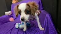  SILKY WHITE BEAMER, a male Cavalier King Charles Spaniel and Poodle - Toy  for sale in Bettendorf, IA – 1 of 10