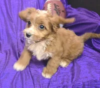 NEW PUPPY  RED FLUFF, a female Cavapoo for sale in Bettendorf, IA – Photo 6 of 10
