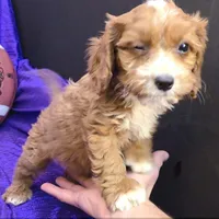 NEW PUPPY  RED FLUFF, a female Cavapoo for sale in Bettendorf, IA – Photo 5 of 10