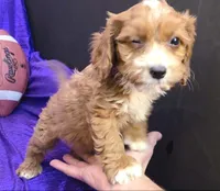 NEW PUPPY  RED FLUFF, a female Cavapoo for sale in Bettendorf, IA – Photo 5 of 10