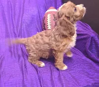 NEW PUPPY  RED FLUFF, a female Cavapoo for sale in Bettendorf, IA – Photo 7 of 10
