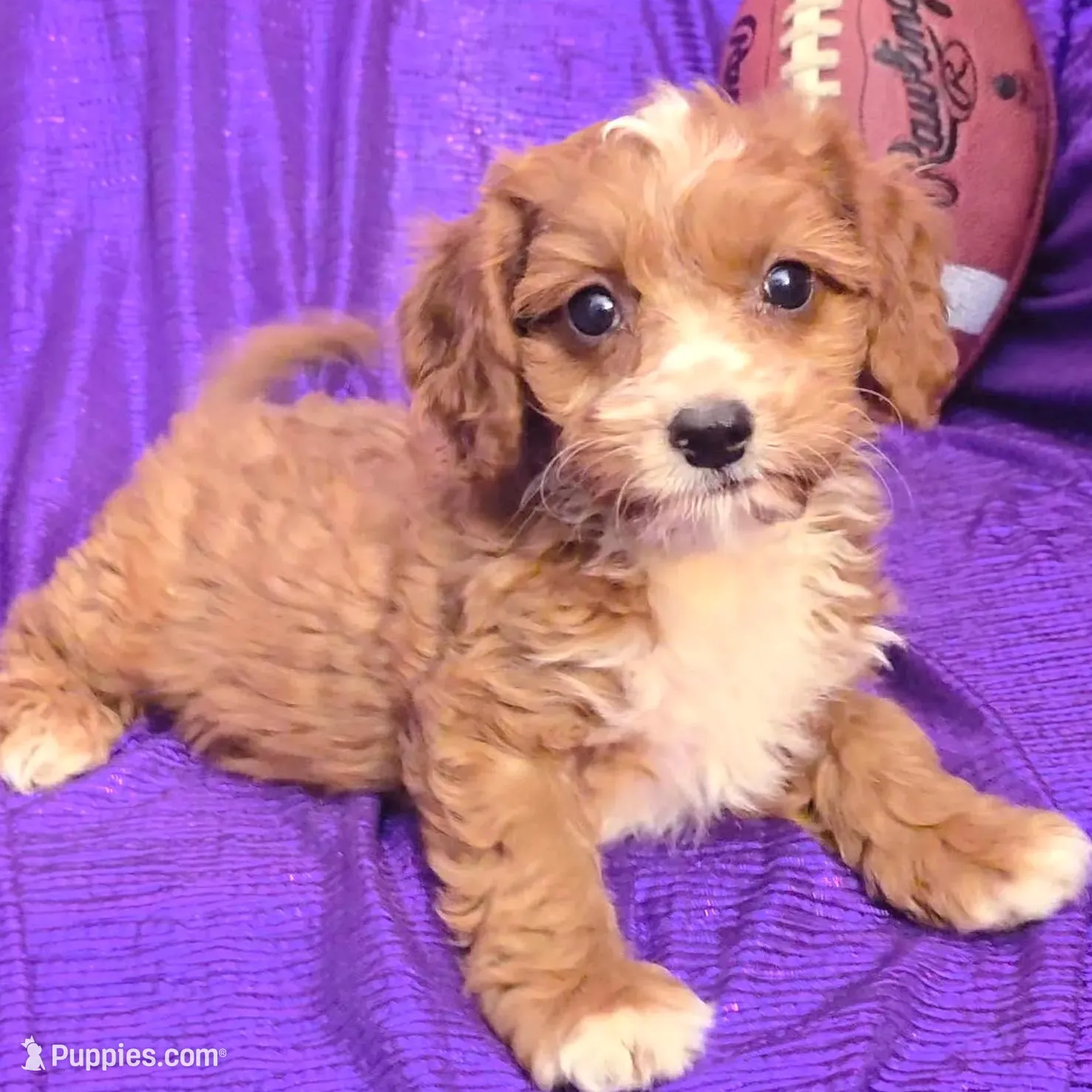 NEW PUPPY  RED FLUFF – Cavapoo puppy for sale in Bettendorf, IA