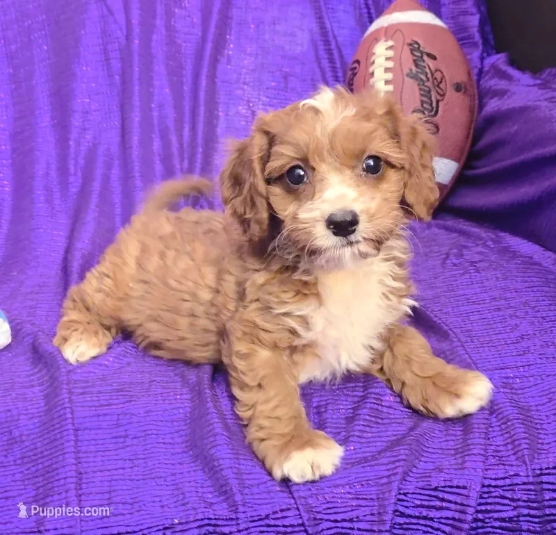 NEW PUPPY  RED FLUFF