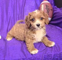 NEW PUPPY  RED FLUFF, a female Cavapoo for sale in Bettendorf, IA – Photo 1 of 10