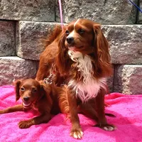 NEW PUPPY  RED FLUFF, a female Cavapoo for sale in Bettendorf, IA – Photo 9 of 10