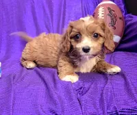 NEW PUPPY  RED FLUFF, a female Cavapoo for sale in Bettendorf, IA – Photo 8 of 10
