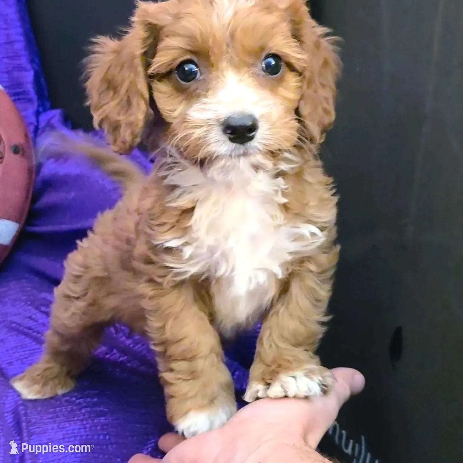 NEW PUPPY  RED FLUFF, a female Cavapoo for sale in Bettendorf, IA – Photo 2 of 10