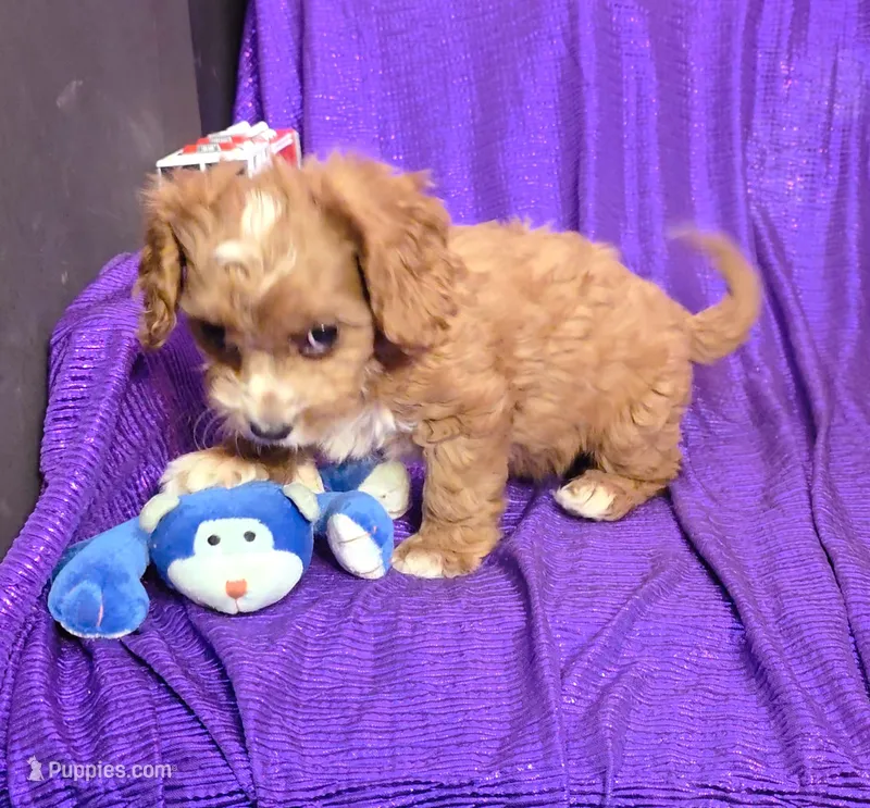 NEW PUPPY  GOLDEN  little king FLUFFy – Cavapoo puppy for sale in Bettendorf, IA