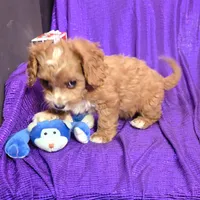 NEW PUPPY  RED FLUFF, a female Cavapoo for sale in Bettendorf, IA – Photo 3 of 10