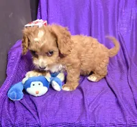 NEW PUPPY  RED FLUFF, a female Cavapoo for sale in Bettendorf, IA – Photo 3 of 10