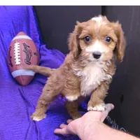 NEW PUPPY  RED FLUFF, a female Cavapoo for sale in Bettendorf, IA – Photo 10 of 10
