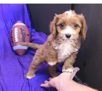 NEW PUPPY  RED FLUFF, a female Cavapoo for sale in Bettendorf, IA – Photo 10 of 10