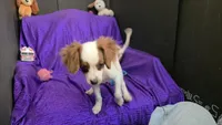  SILKY WHITE BEAMER, a male Cavalier King Charles Spaniel and Poodle - Toy  for sale in Bettendorf, IA – 10 of 10