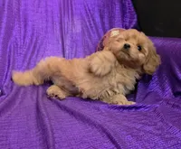 NEW PUPPY  GOLDEN  little KING FLUFFy, a male Cavapoo for sale in Bettendorf, IA – 7 of 8
