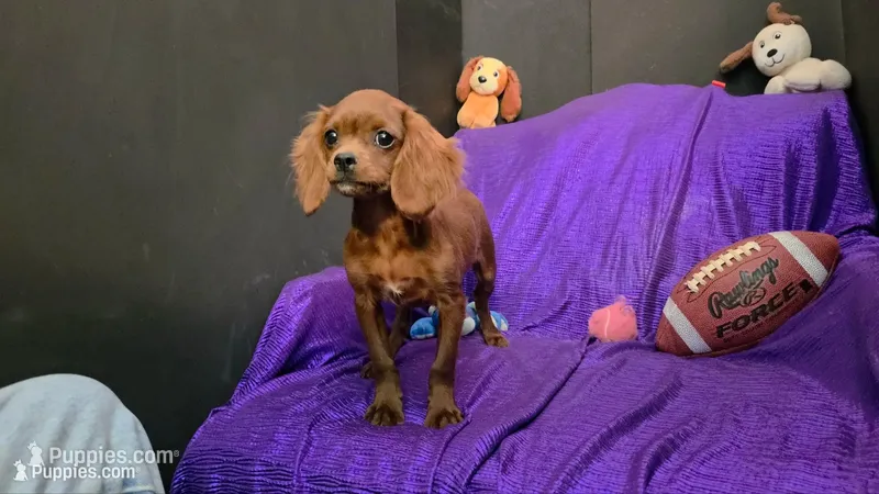 RED SILKY Tiny MIKE NONSHED – Cavapoo puppy for sale in Bettendorf, IA