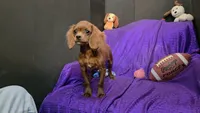 RED SILKY Tiny MIKE NONSHED, a male Cavapoo for sale in Bettendorf, IA – Photo 3 of 6