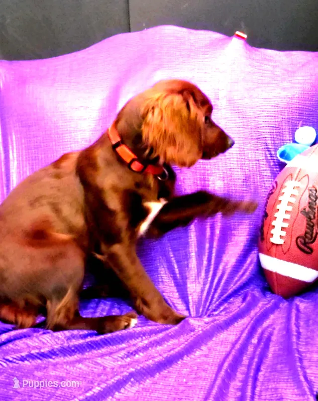 RED SILKY LADY RUBY NONSHED