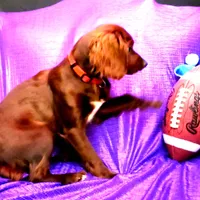 RED SILKY  RUBY NONSHED, a female Cavapoo for sale in Bettendorf, IA – Photo 1 of 2