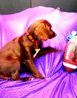 RED SILKY LADY RUBY NONSHED, a female Cavapoo for sale in Bettendorf, IA – Photo 1 of 2