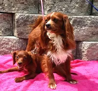 RED SILKY LADY RUBY NONSHED, a female Cavapoo for sale in Bettendorf, IA – Photo 2 of 2