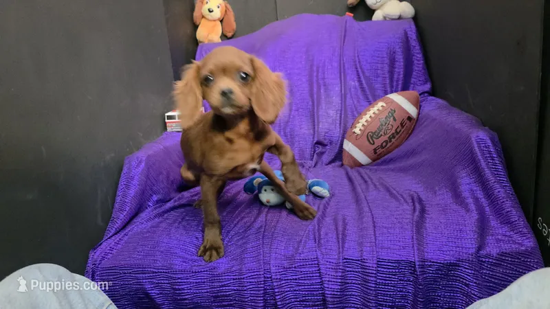 RED SILKY Tiny MIKE NONSHED – Cavapoo puppy for sale in Bettendorf, IA