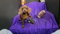 RED SILKY Tiny MIKE NONSHED, a male Cavapoo for sale in Bettendorf, IA – Photo 1 of 6