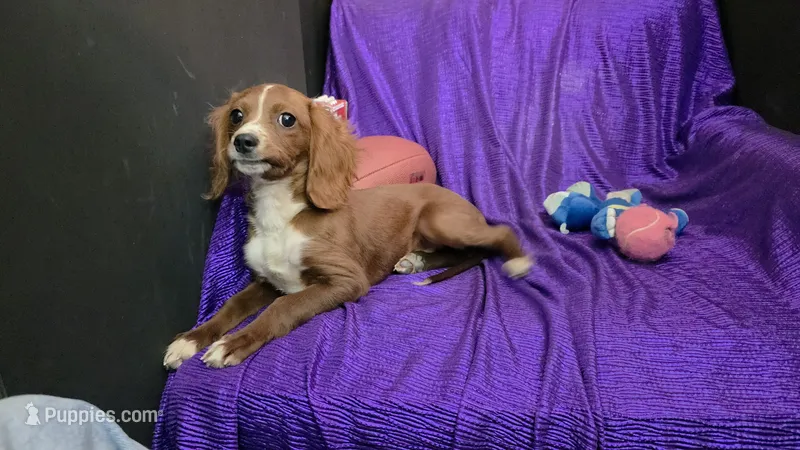 BAILY blaze – Cavapoo puppy for sale in Bettendorf, IA