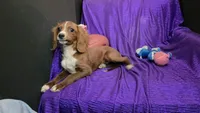 Bently blaze, a male Cavapoo for sale in Bettendorf, IA – 3 of 10