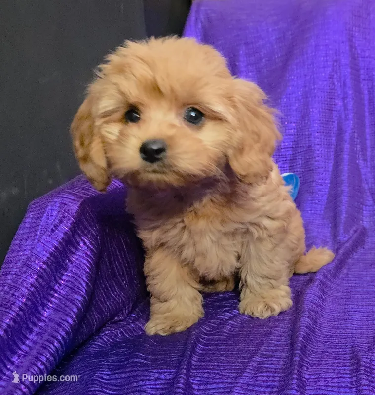 NEW PUPPY  GOLDEN  little KING FLUFFy – Cavapoo puppy for sale in Bettendorf, IA
