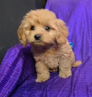 NEW PUPPY  GOLDEN  little KING FLUFFy, a male Cavapoo for sale in Bettendorf, IA – 4 of 8