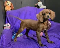 Bently blaze, a male Cavapoo for sale in Bettendorf, IA – 10 of 10
