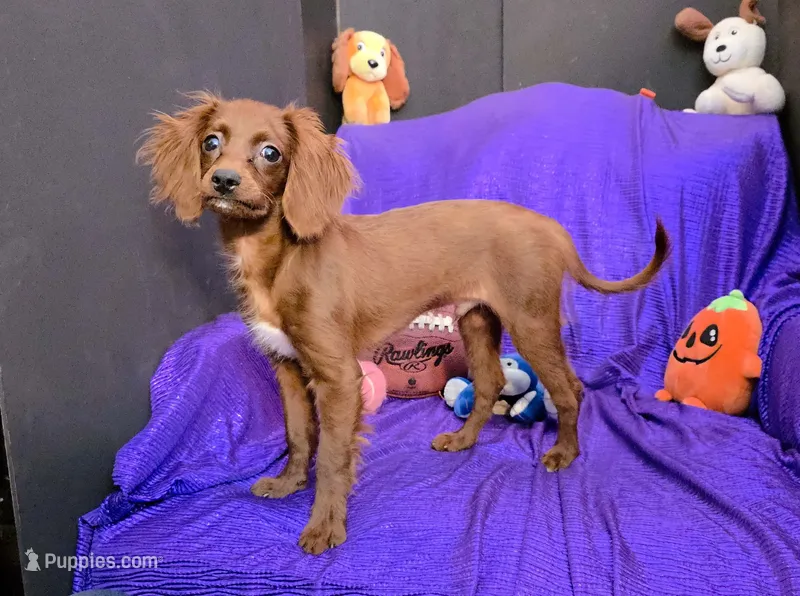 KING  JR. SILKY  RED  PUP