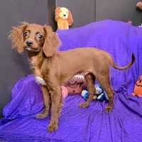 KING   SILKY  RED  PUP, a male Cavapoo and Cavalier King Charles Spaniel for sale in Bettendorf, IA – Photo 1 of 3